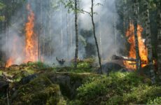 Los incendios y el abandono del mundo rural